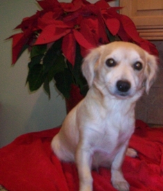 Gidget