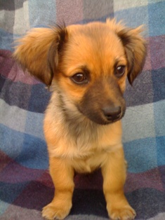 Beau