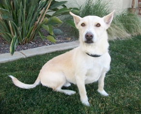 Jake