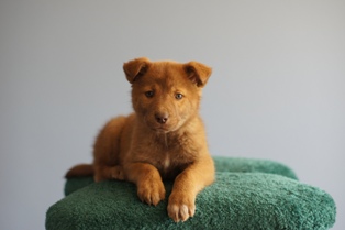 Nala