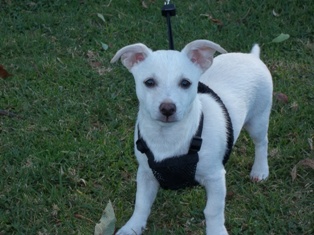 Cooper