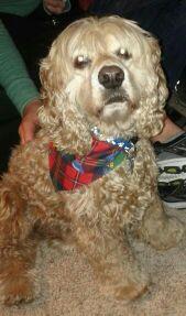 Scrappy