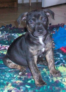 Louie