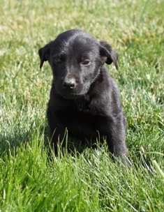 Jack