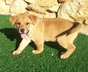 Bailey