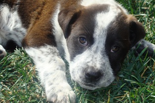 Dottie