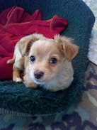 Butters