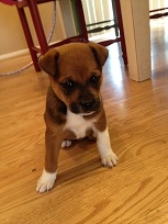 Nala