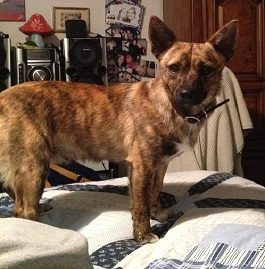 Odie