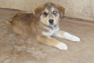 Balto