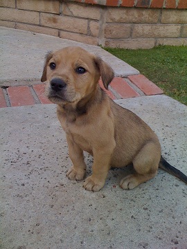 Ziggy