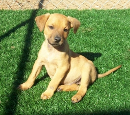 Remington