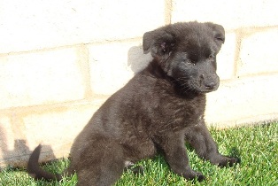 Jet