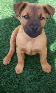 Duke