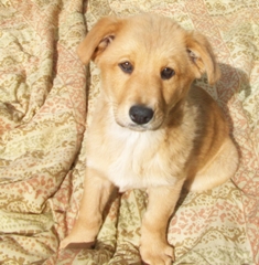 Brandy