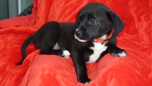 Penelope