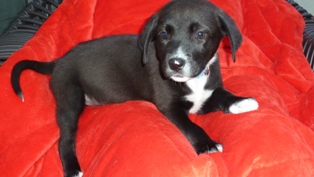 Bailey