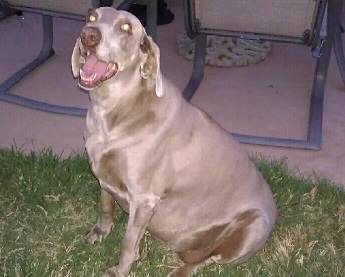 Lady