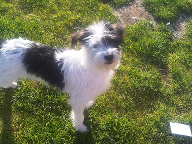 Wally