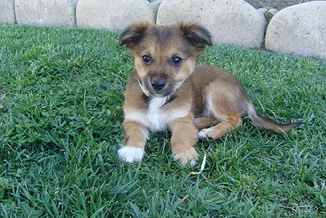 Cody