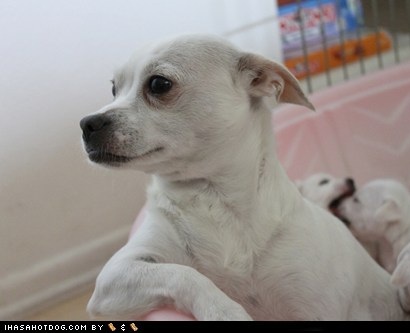 Miss Darcy