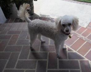 Gidget