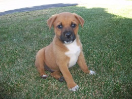 Junior