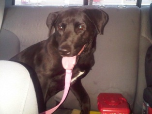 Sadie