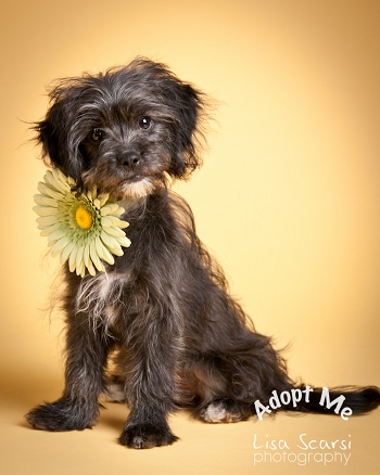 Daisy