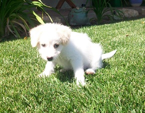Billy