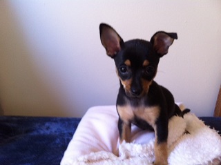 Izzy
