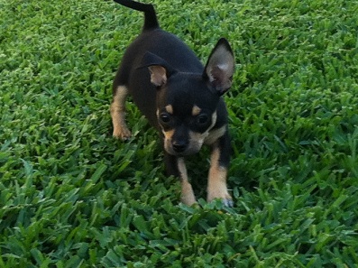 Mia