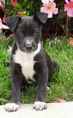 Reggie