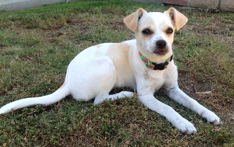 Gidget