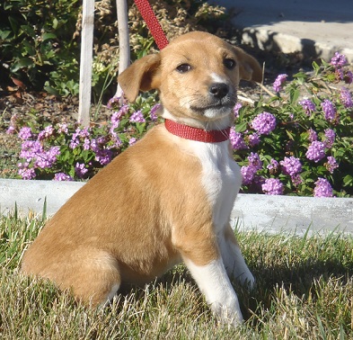Lassie