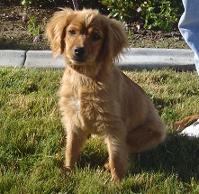 Rosco