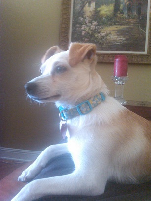 Pennie