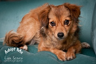 Gidget