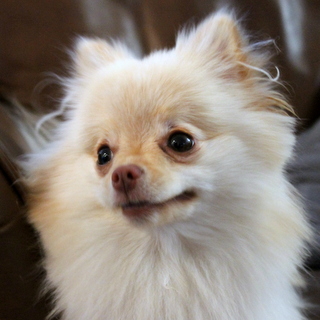 Sammy J
