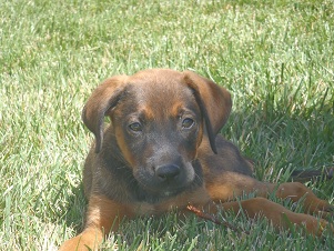 Dozer