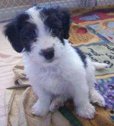 Jenny