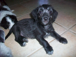 Licorice