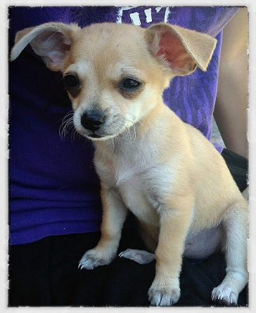 Tinkerbell