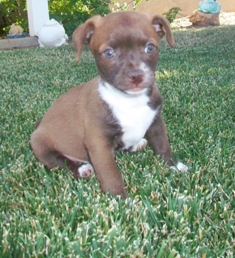 Cocoa Bean