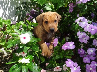 Simba