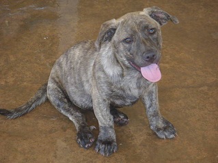 Chunk