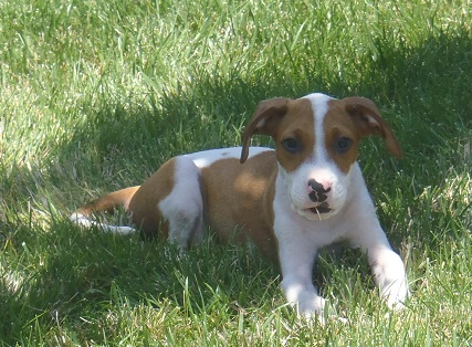 Bubba
