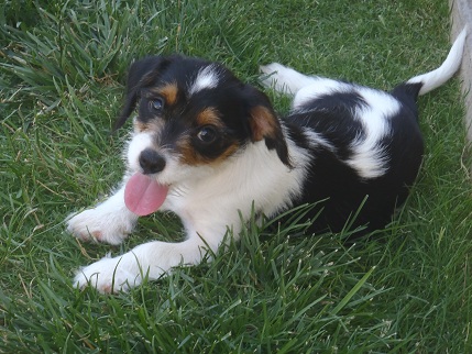 Duke