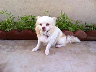 Pippin