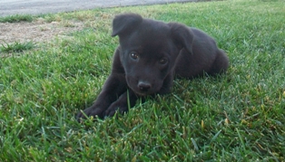 Duke